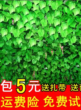 仿真葡萄叶假树叶绿叶爬山虎花藤