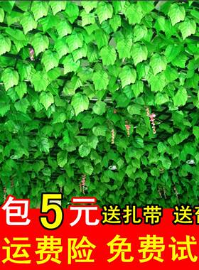 仿真葡萄叶假树叶绿叶爬山虎花藤
