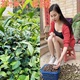 江西遂川早茶绿茶茶籽茶树种子茶叶茶树春季 冬季 家庭园艺种