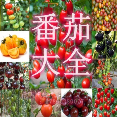 千禧番茄圣女果种子家庭蔬菜孑春季四季种植沙瓤盆栽庭院阳台