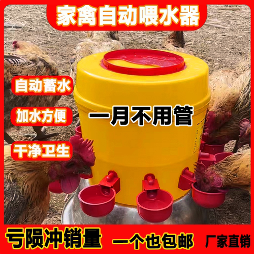 自动饮水喂料家禽不撒料鸡鸭鹅