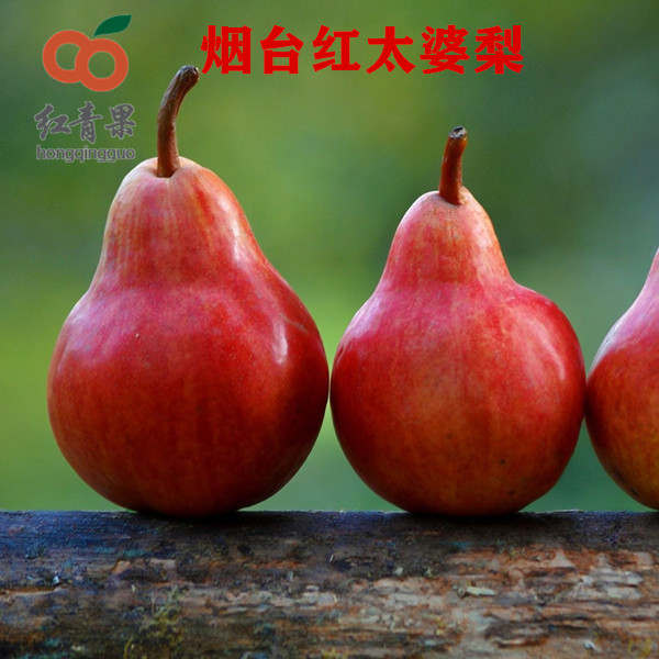 红太婆梨山东烟台大头梨香蕉梨葫芦梨软糯香甜净重5斤9斤整