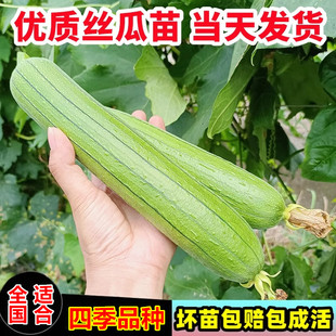 肉丝瓜苗秧长菱角丝瓜水瓜西葫芦苦瓜南瓜种子四季庭院种植蔬菜苗