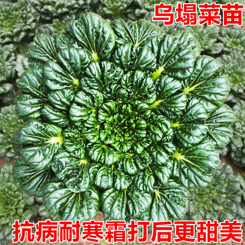 黑乌塌菜苗西兰花大白菜苗黄心乌塔菜娃娃菜花菜秧苗秋冬耐寒蔬菜