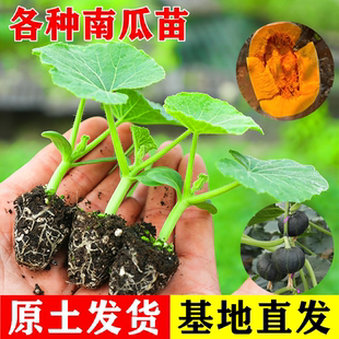 迷你贝贝南瓜苗秧苗黄红板栗秘本南瓜砍瓜冬瓜苗高产四季种植盆栽