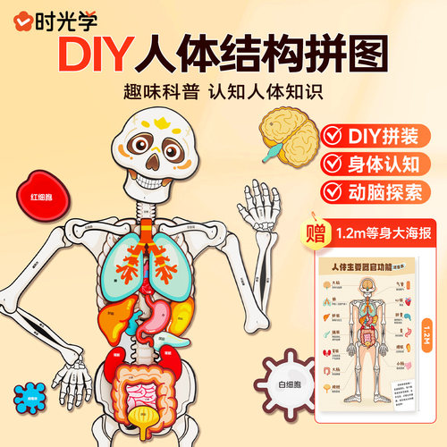 时光学人体结构拼图 儿童趣味科普DIY拼装模型 器官骨骼认知