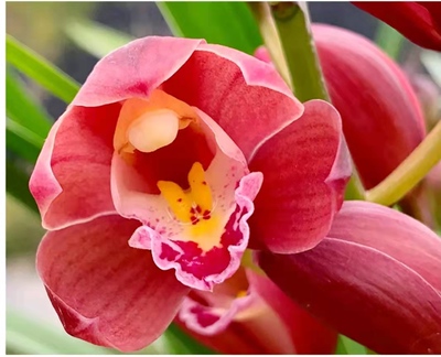 墨兰四季名草红宝石绿植庭院