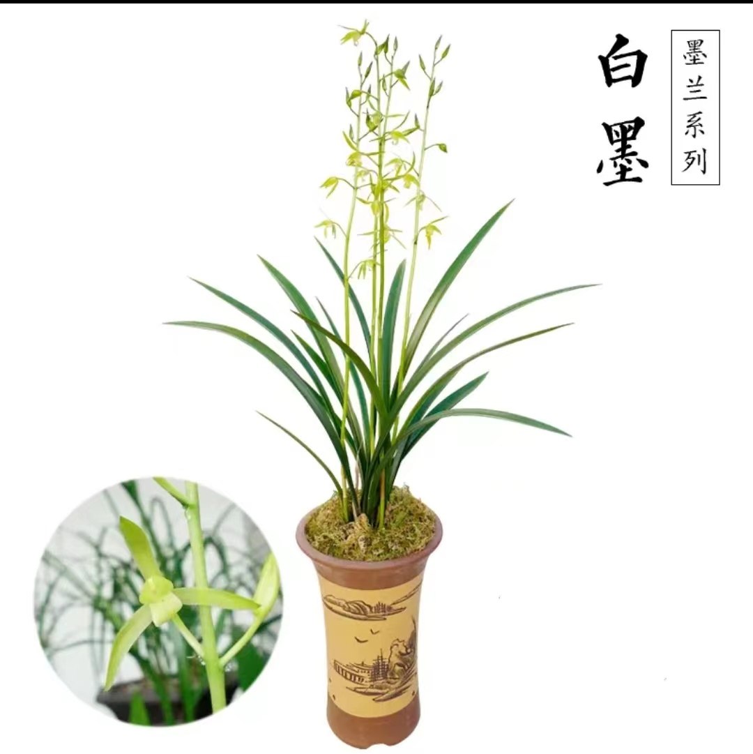 翁源兰花苗报岁兰墨兰白墨室内外客厅浓香四季花卉植物盆栽花