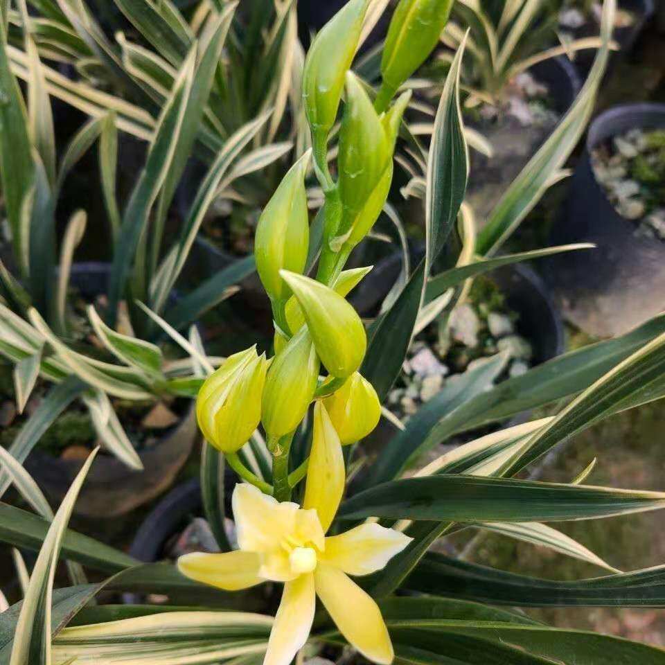 兰花苗金边神童冠浓香奇花建兰四季兰带花苞阳台花卉盆栽绿植盆景