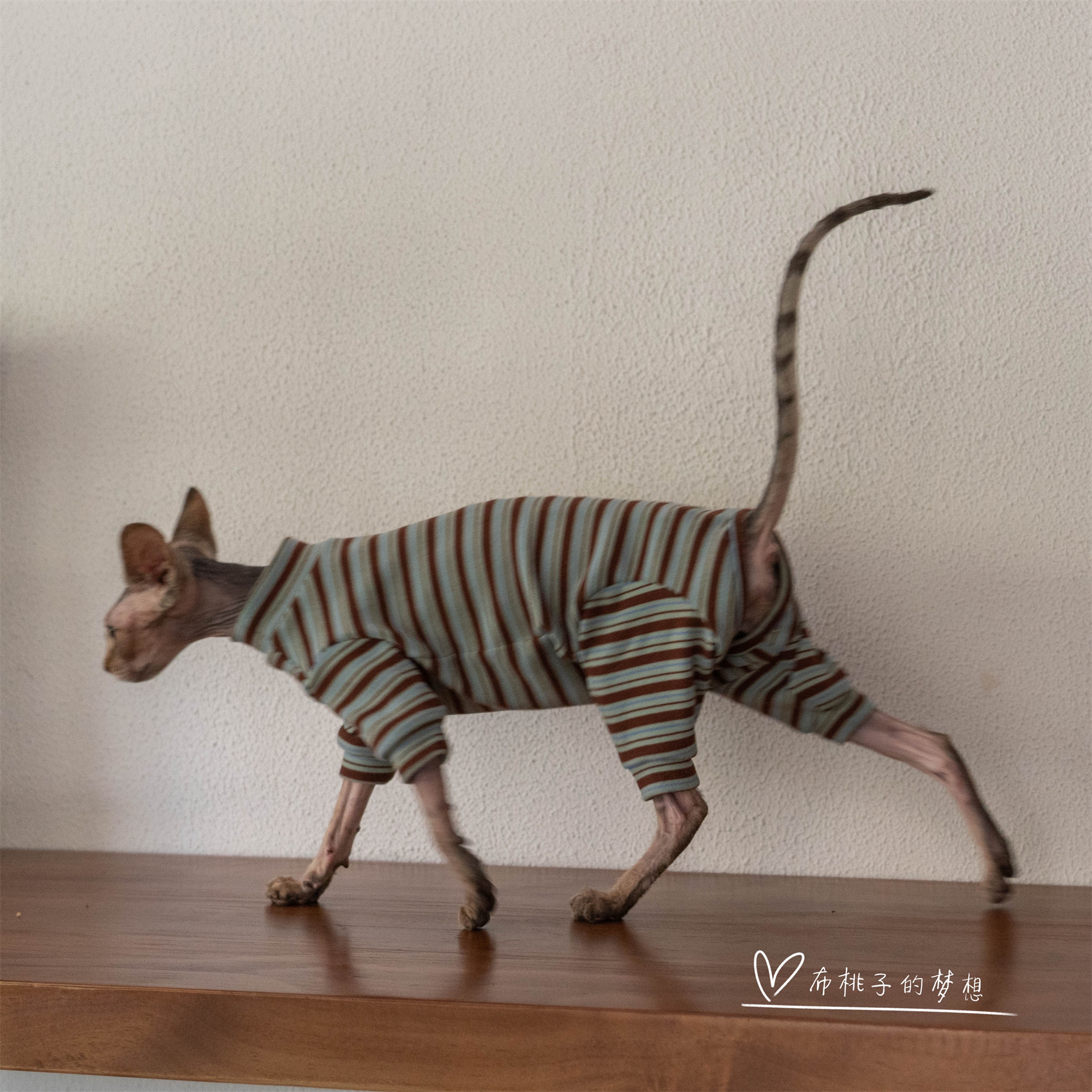 GINGERAIN德文猫护肚四腿保暖衣