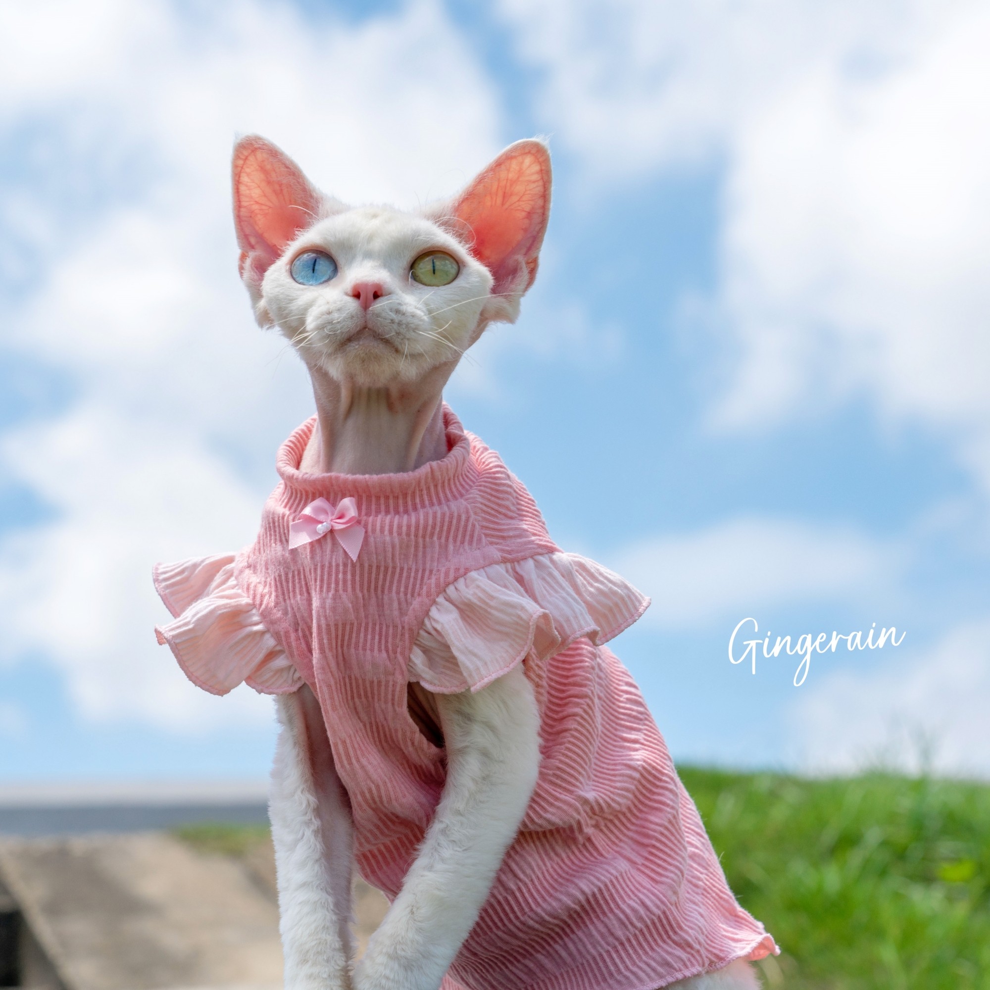 GINGERAIN 木耳边T恤德文衣服无毛猫棉质飞飞袖上衣娃娃衫背心