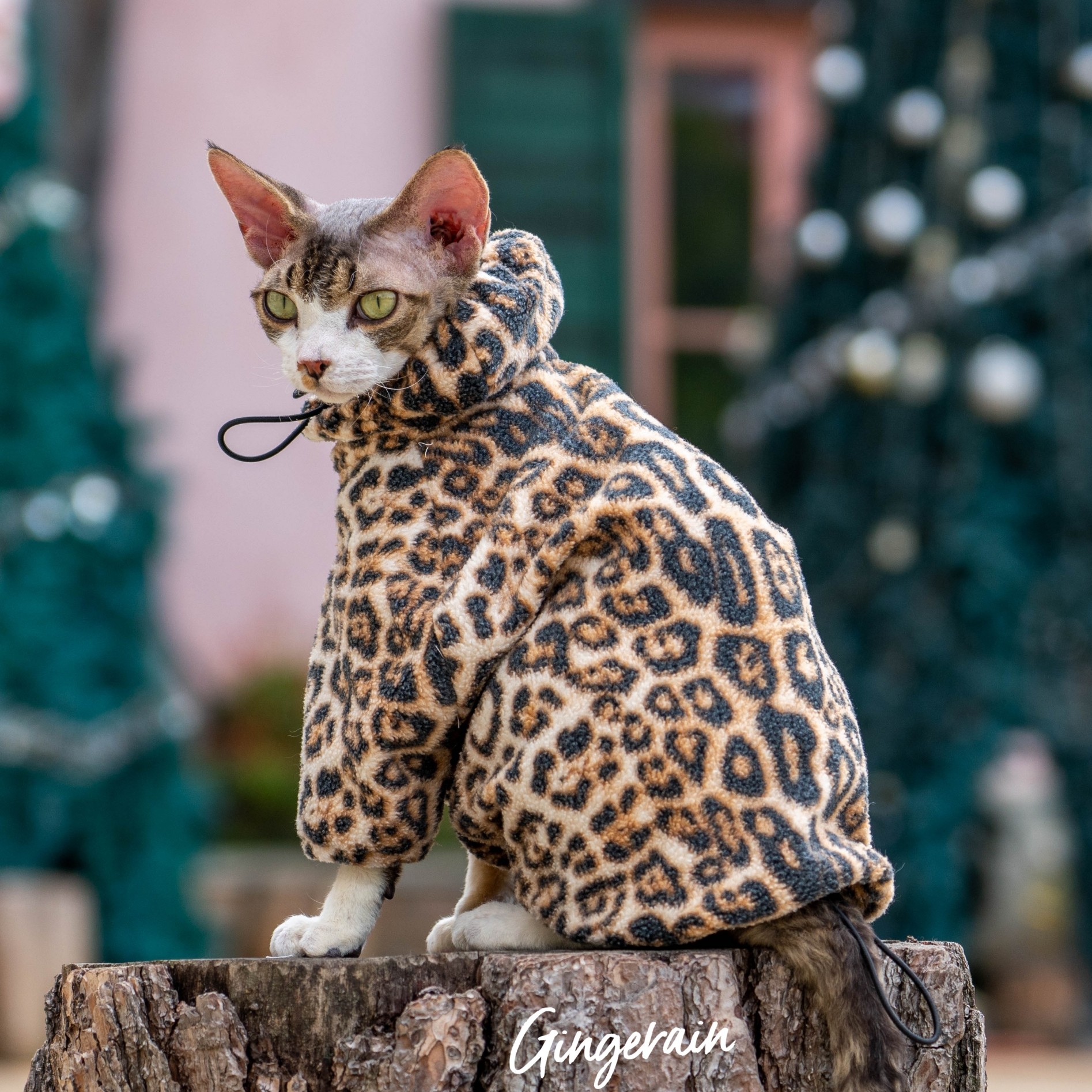 GINGERAIN豹纹卫衣猫咪衣服