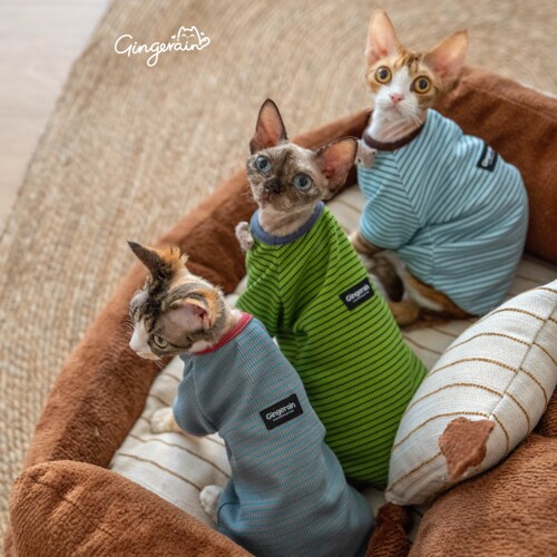 GINGERAIN  100%棉德文猫衣服无毛猫条纹插肩袖卫衣保暖打底衫