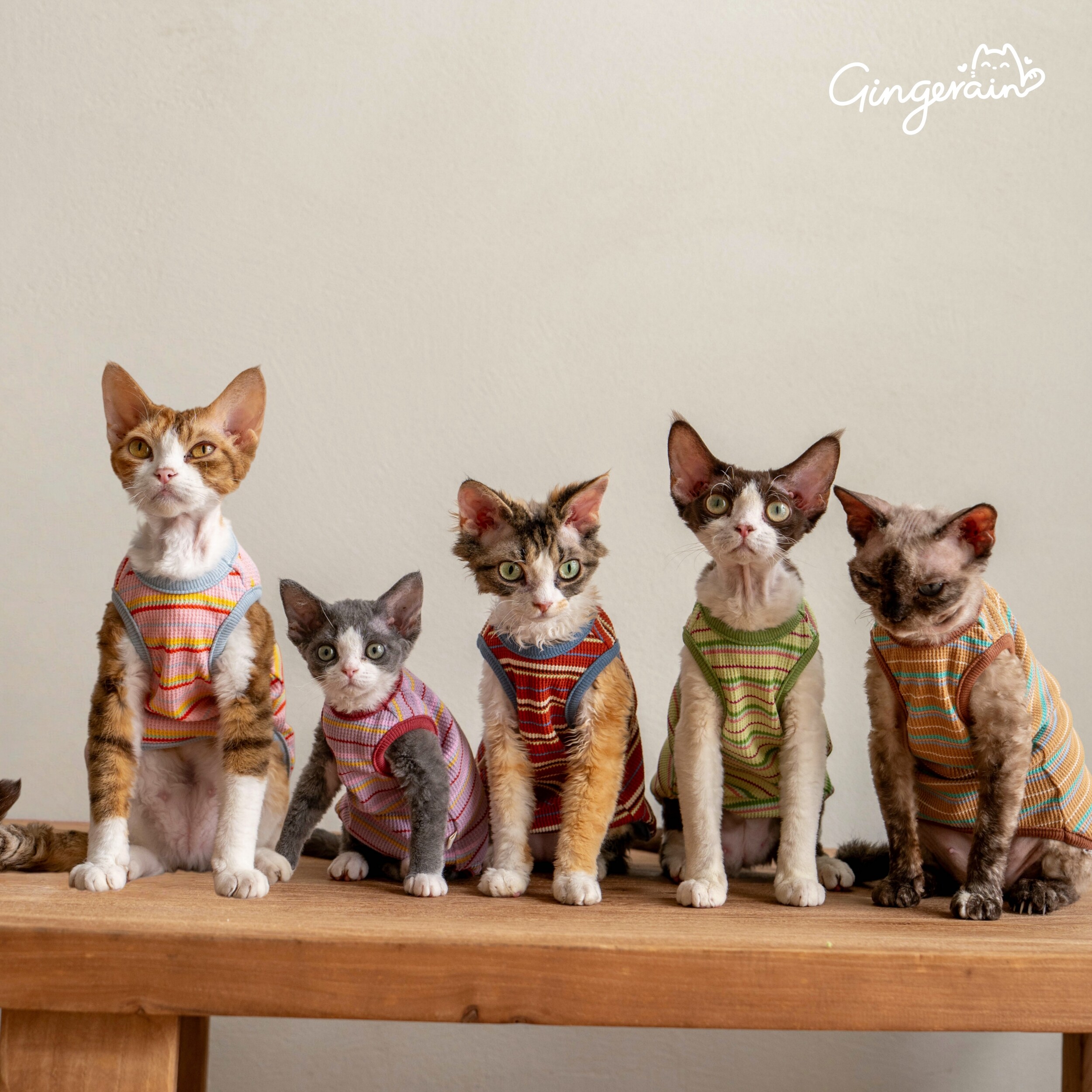 GINGERAIN 100%棉德文猫衣服无毛猫条纹背心保暖空调服打底衫