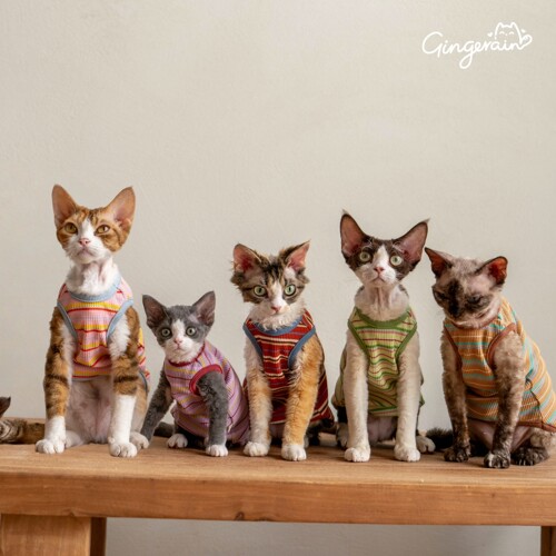 GINGERAIN 100%棉德文猫衣服无毛猫条纹背心保暖空调服打底衫