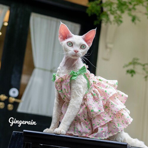 吊带裙无毛猫衣服布桃子的梦想