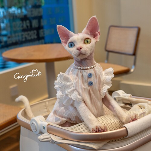 GINGERAIN南瓜宝宝衫无毛猫德文猫衣服夏季宽松透气纯棉背心