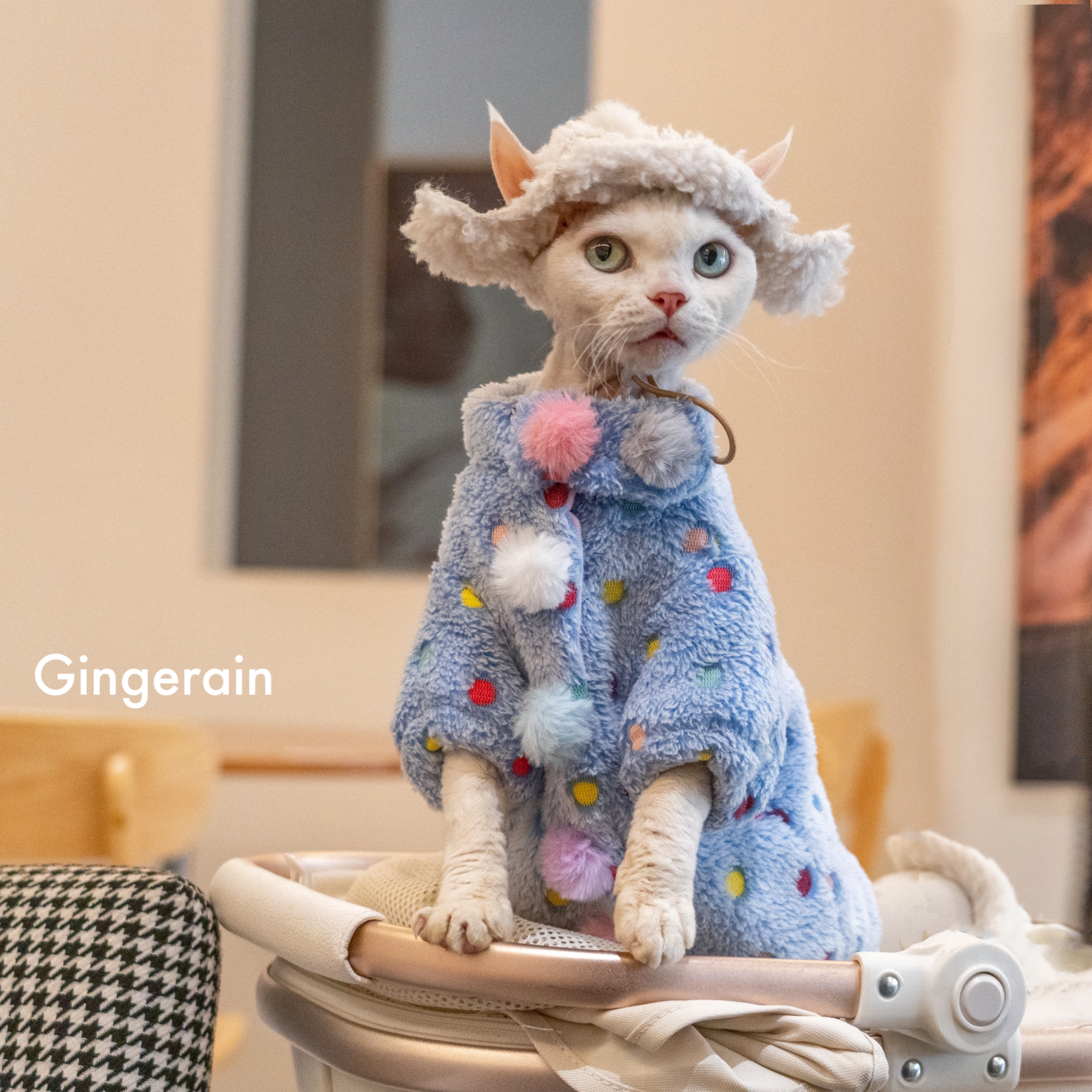 GINGERAIN 毛球球大衣德文猫衣服重工细节保暖服出游套装