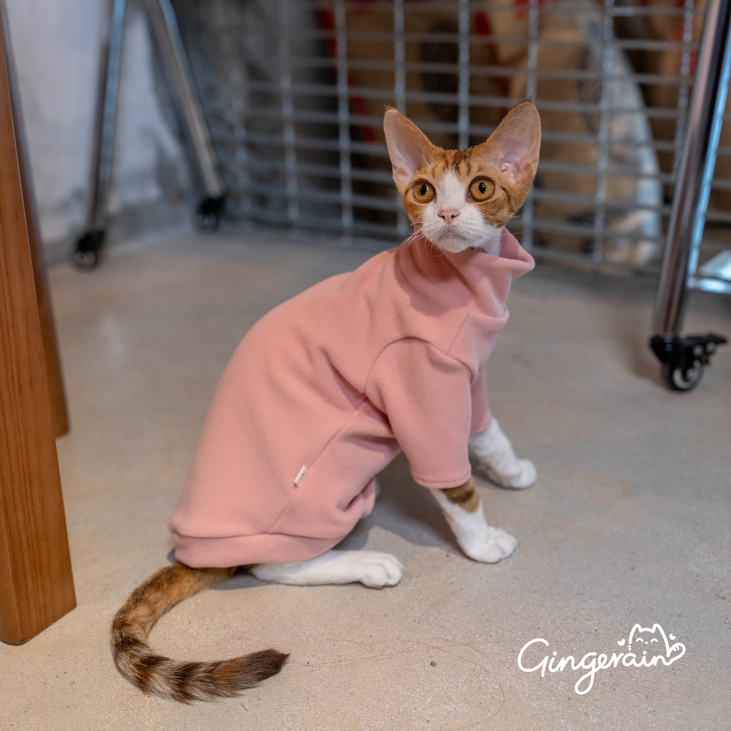 GINGERAIN德文猫衣服舒适打底衫