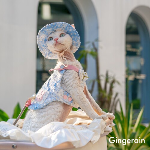 GINGERAIN  露营户外风牛仔遛猫胸背带牵引绳套装无毛德文猫背心