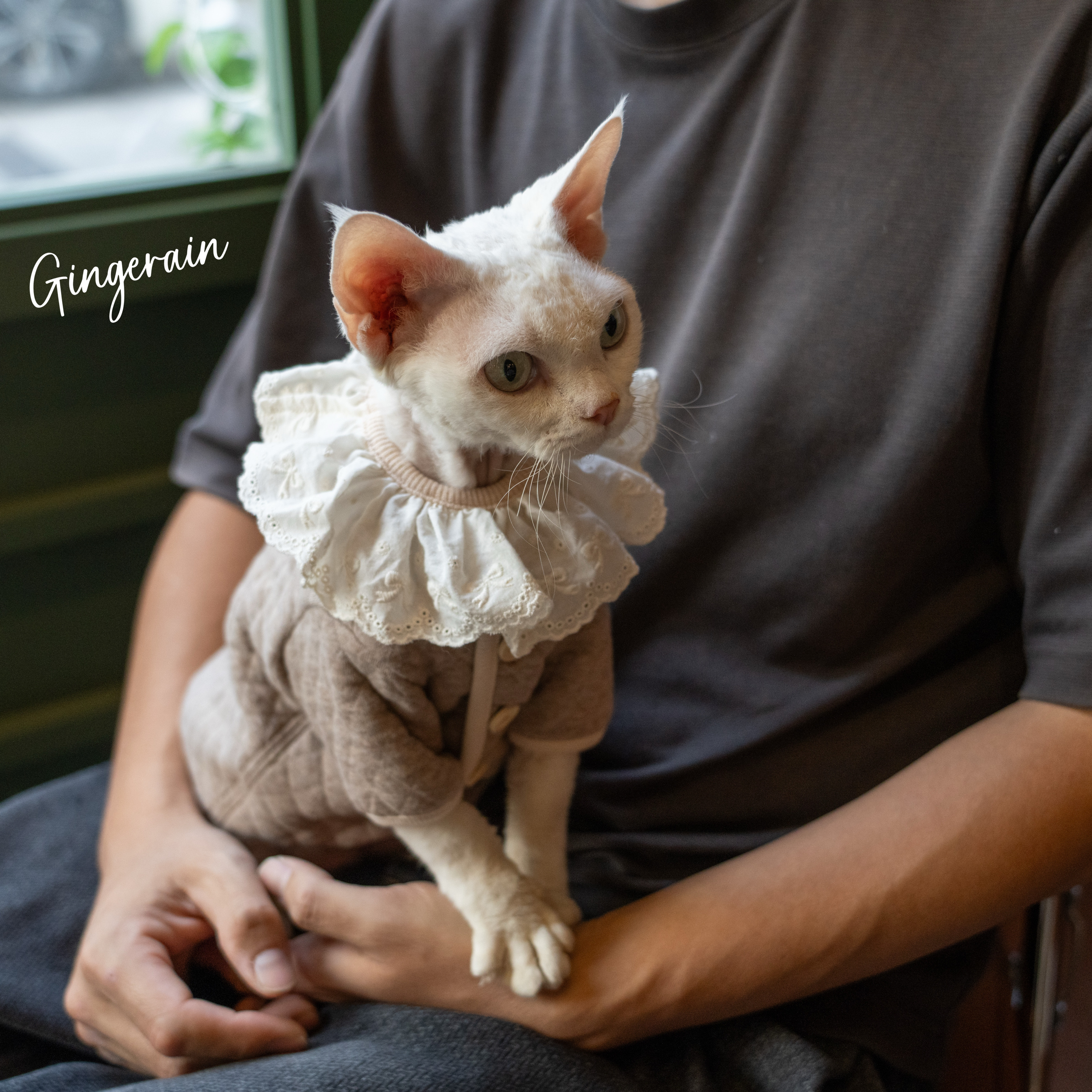 GINGERAIN 夹棉小外套系扣复古超实用德文猫衣服无毛猫保暖卫衣