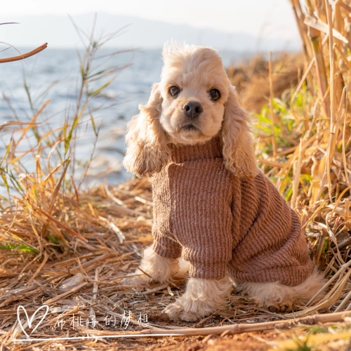 Gingrain Caest Data Teddy Bargain Dog Dog Clothing Spring и осенние способы теплого дна с длинным свитером