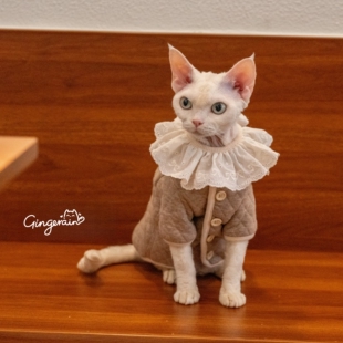 夹棉小外套系扣复古超实用德文猫衣服无毛猫保暖卫衣 GINGERAIN