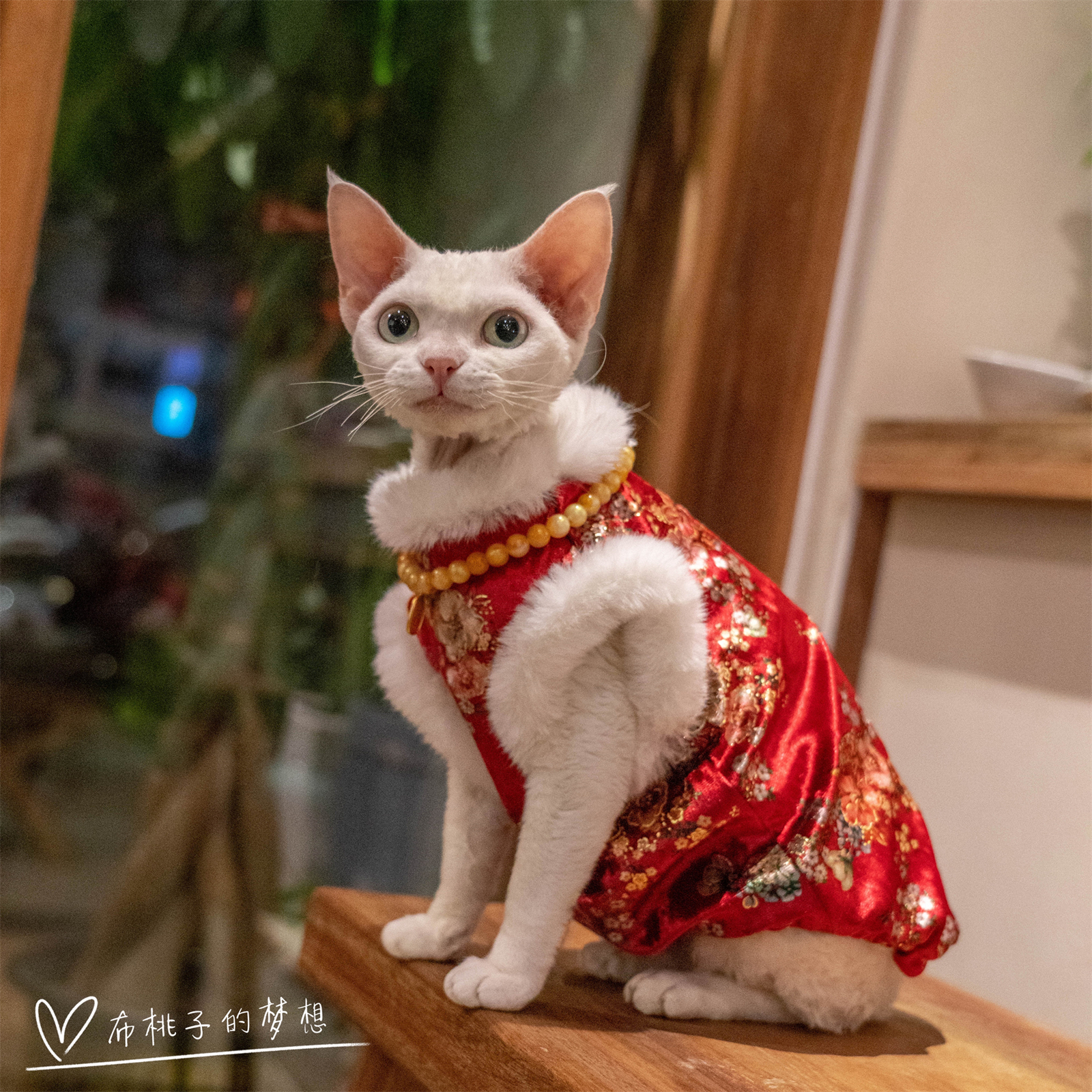 猫咪古风旗袍德文猫保暖马甲