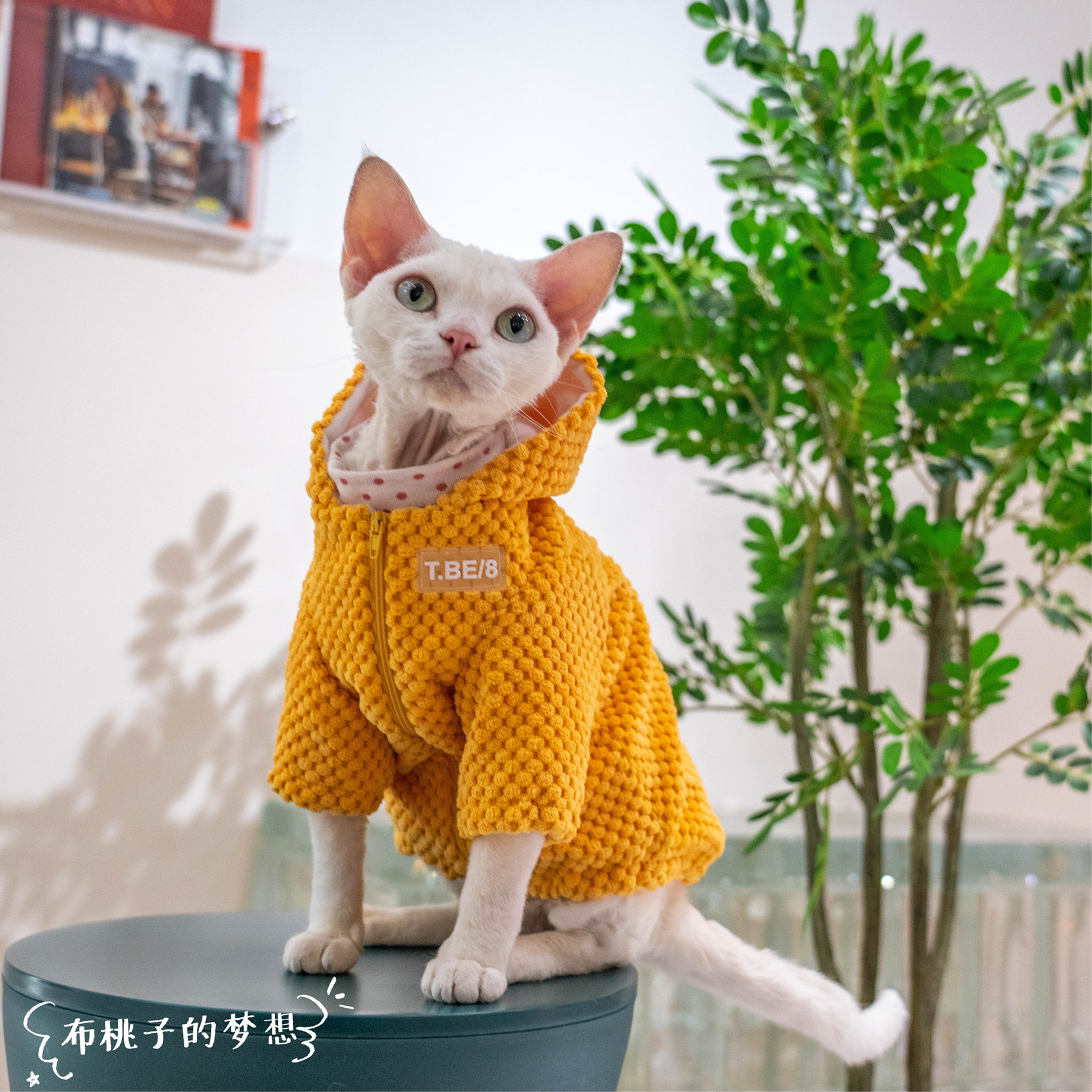 GINGERAIN无毛猫外套加绒