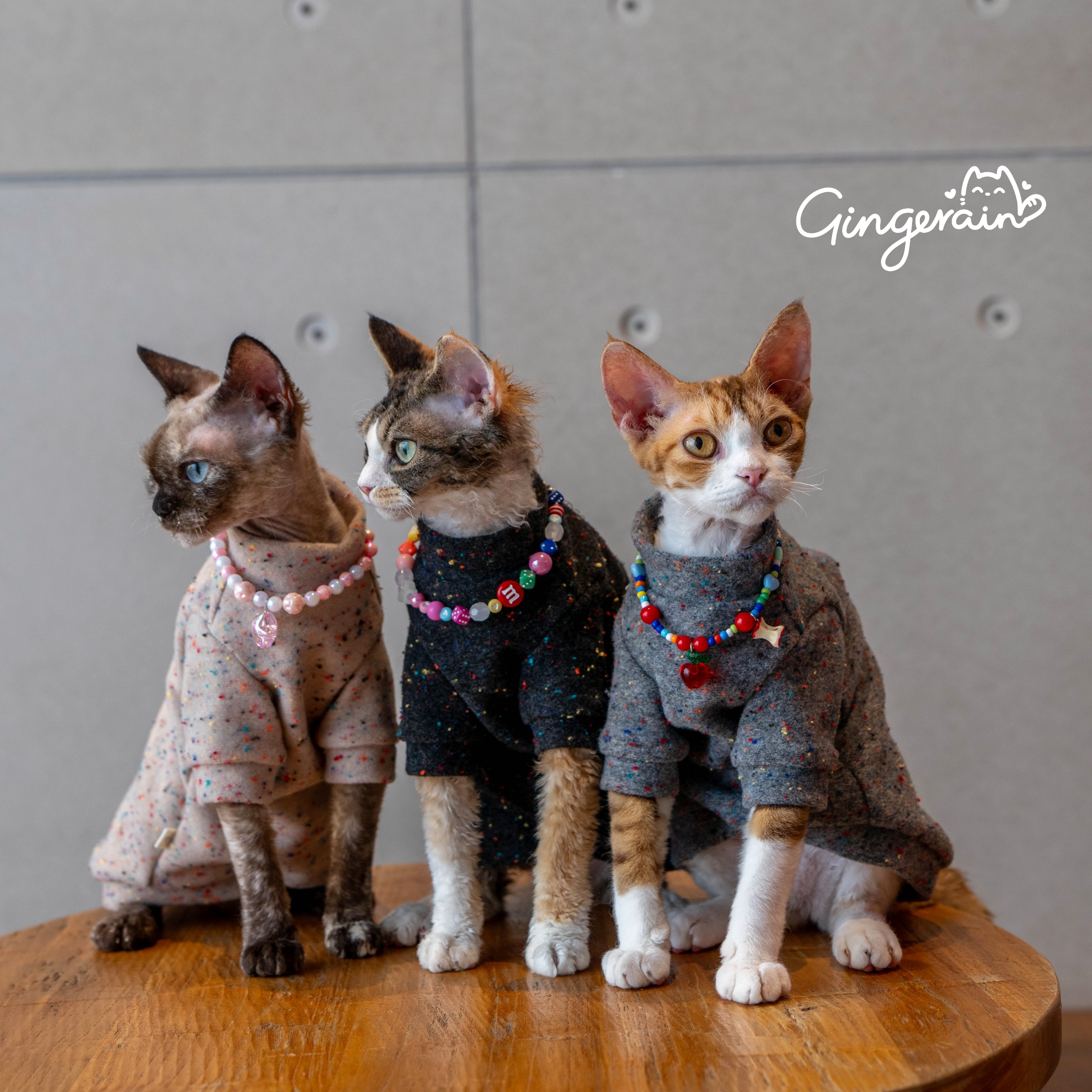 GINGERAIN 羊毛+棉卫衣实用德文猫衣服无毛猫简约保暖卫衣