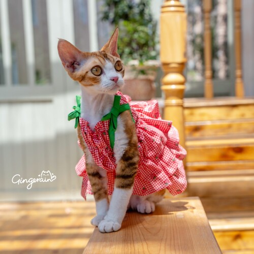吊带蓬蓬裙猫咪衣服布桃子的梦想