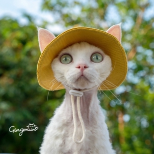 GINGERAIN 彩色渔夫帽无毛猫德文牛仔纯棉夏季防晒露耳朵太阳帽子