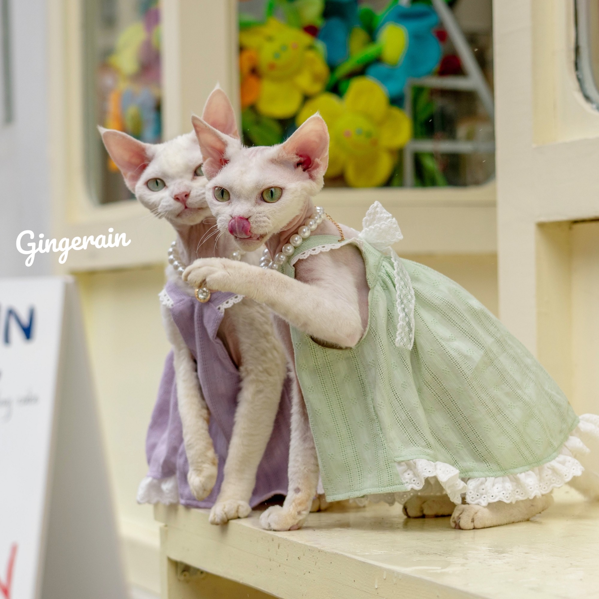 GINGERAIN 德文猫衣服无毛猫仙女蕾丝蝴蝶结纯棉质感吊带裙,宠物/宠物食品及用品,猫宠物服装/雨衣（新）,淘宝优惠券,粉丝福利购,淘宝优惠卷