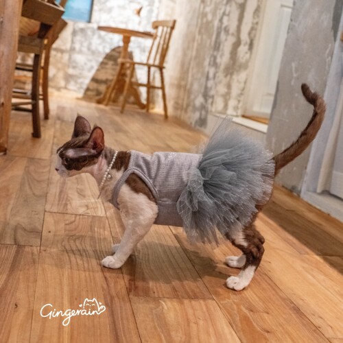 GINGERAIN 仙女裙德文猫衣服无毛猫蓬蓬蛋糕裙蕾丝吊带裙