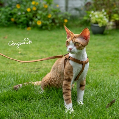 GINGERAIN  隐形好搭衣服极简牵引绳户外遛猫可调节德文猫胸背带