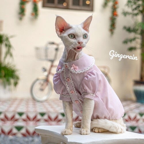 抗皱条纹衬衫GINGERAIN猫衣服