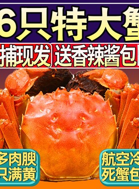 16-6只六月黄大闸蟹活蟹