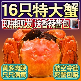苏州全母蟹大闸蟹活蟹螃蟹鲜活大闸蟹全母礼盒装可公母蟹湖蟹16只