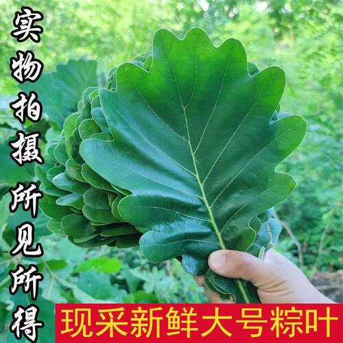 端午伏牛山桲椤叶晒干粽叶子粽子叶 伯乐叶饼 大槲叶 新鲜菠萝叶