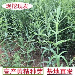 现挖野生鸡头黄精种苗 2-3年苗正宗黄精种芽伏牛山新鲜黄精种苗芽