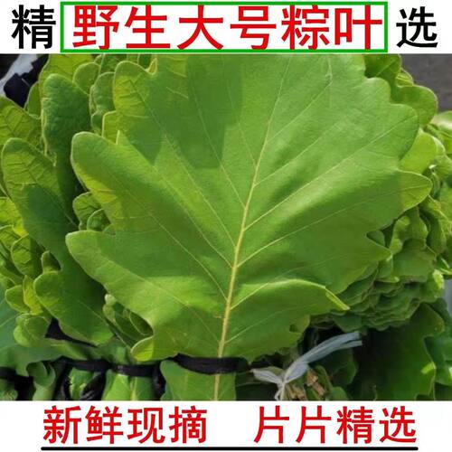 端午伏牛山桲椤叶晒干粽叶子粽子叶 伯乐叶饼 大槲叶 新鲜菠萝叶