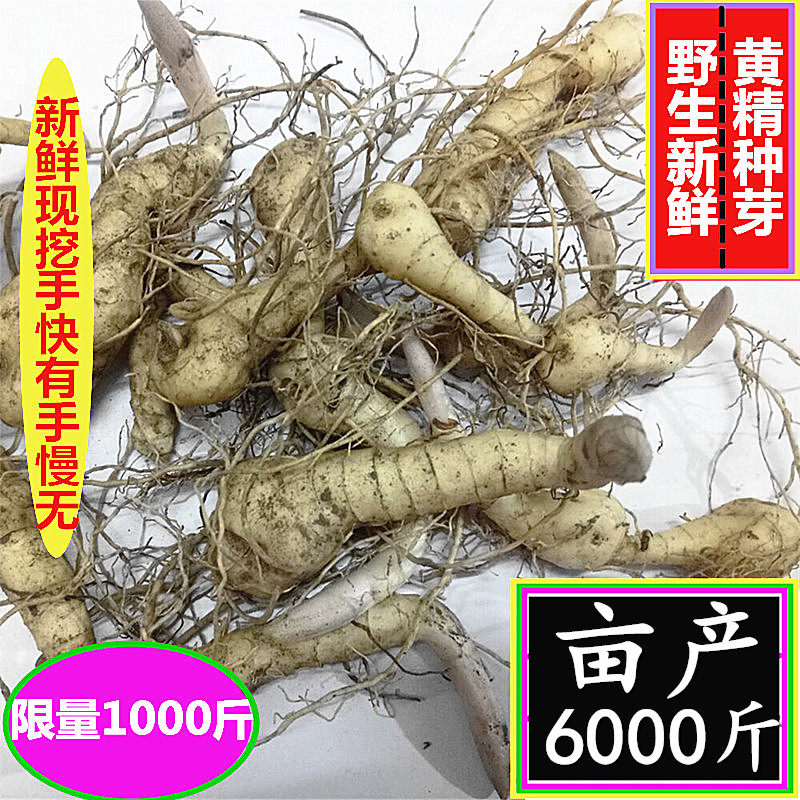 野生黄精种芽深山现挖新鲜黄精种苗芽种野生鸡头根甜黄精鸡头黄精_虎窝淘