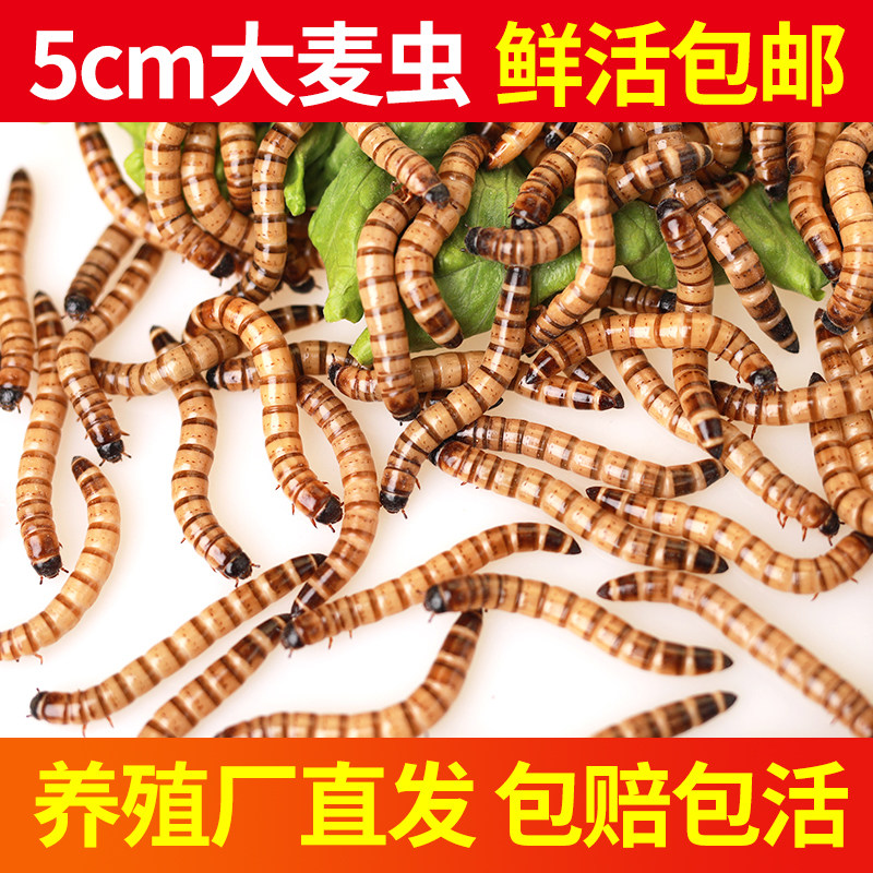 面包虫大麦活体饲料食物