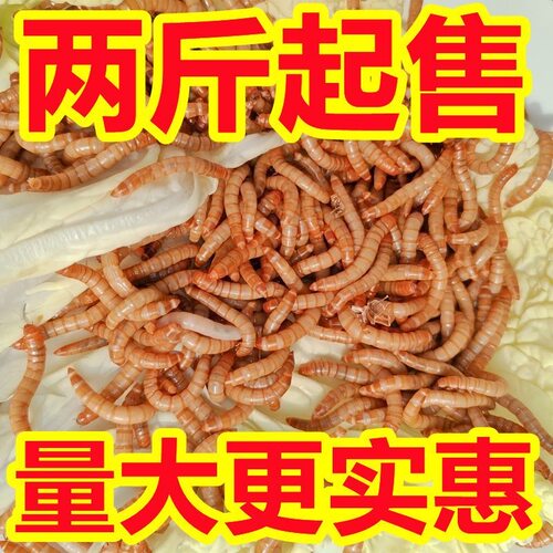 【包活到家】面包虫活虫体鲜活虫黄粉虫活体食宠零食仓鼠龙鱼一斤
