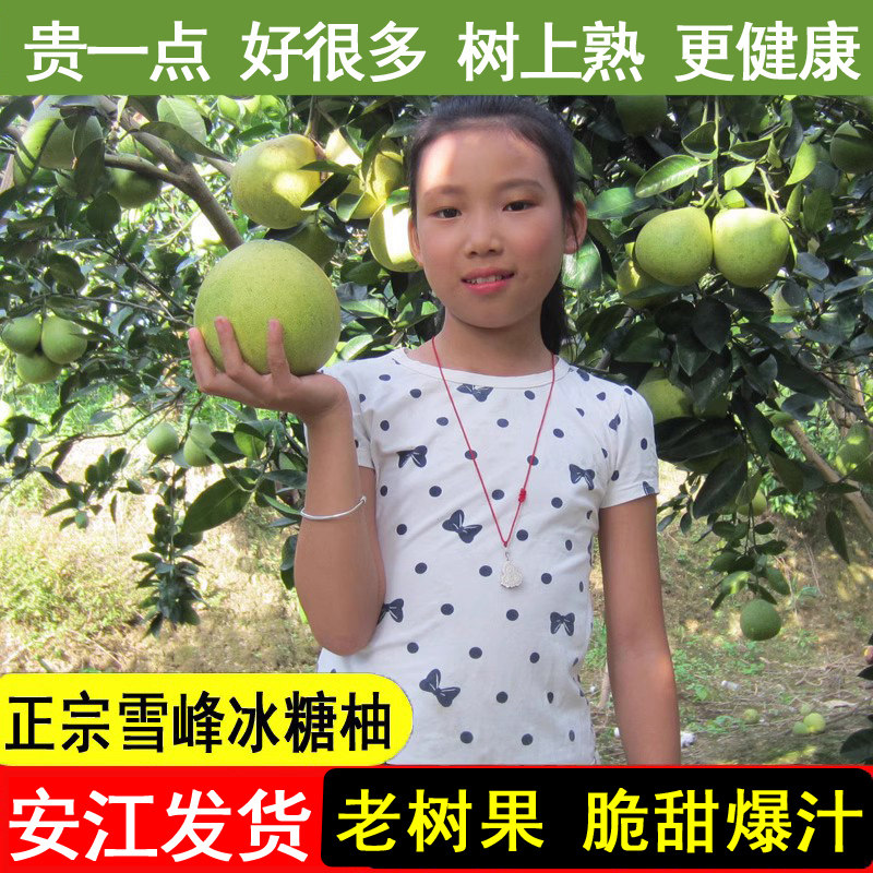 老树安江冰糖柚湖南怀化雪峰柚新鲜高山中华药柚子金兰柚安福蚕子