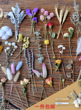 【短枝干花】材料真花树叶植物标本相框手工作业玫瑰情人草满天星