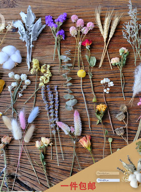 【短枝干花】材料真花树叶植物标本相框手工作业玫瑰情人草满天星