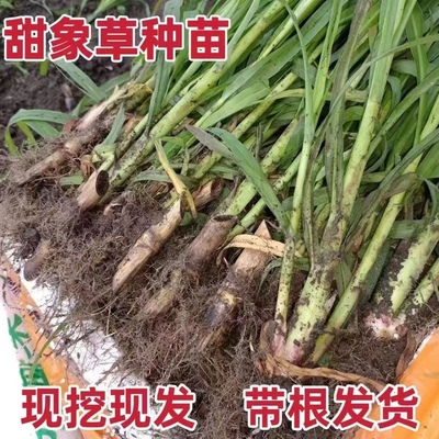 无毛甜象草3号种苗四季多年生牧草新型皇竹草苗耐寒巨菌草小苗