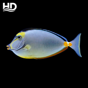 海水观赏鱼《天狗吊》以检疫开口饲料,适合新手玩家易养高抗体