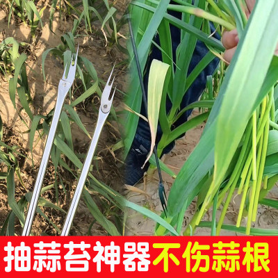 蒜苔收割神器拔剥打划提揪